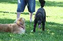 Dogs_09-07-05_0068